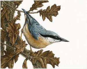 Nuthatch by Natalie Toms
