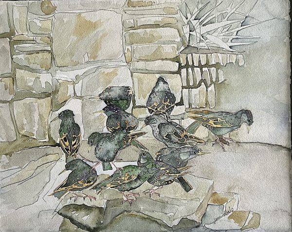 Just Mooching: Starlings in the Garden.