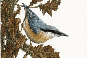 Nuthatch by Natalie Toms