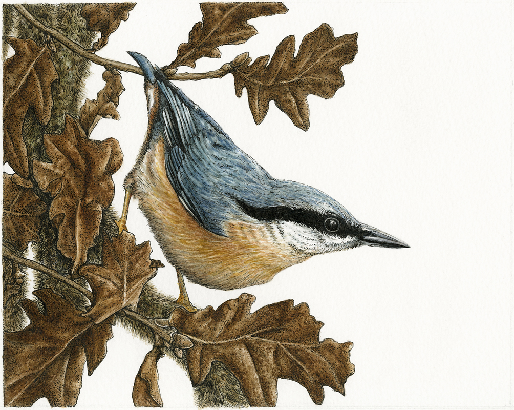 Nuthatch by Natalie Toms