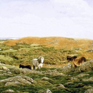 Dartmoor Ponies