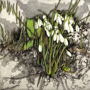 Winter Snow Drops